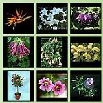click on the link for more info about the flowers